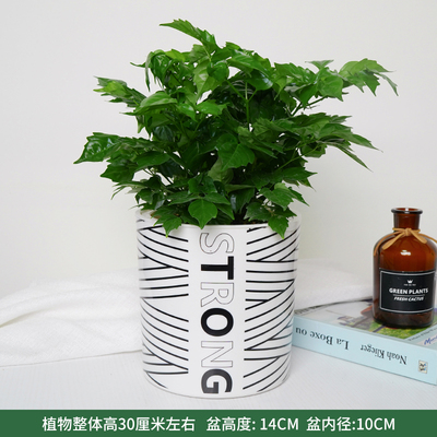 条纹蓄水盆