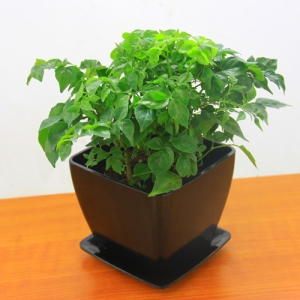 黑色仿瓷四方盆