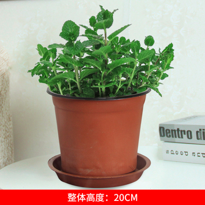 小号薄荷塑料盆
