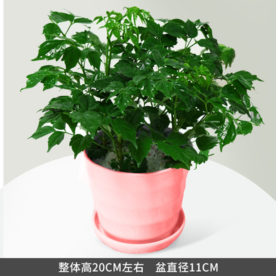 粉色仿瓷螺纹盆