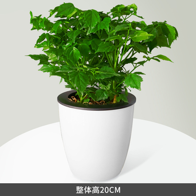 白蛋蓄水盆