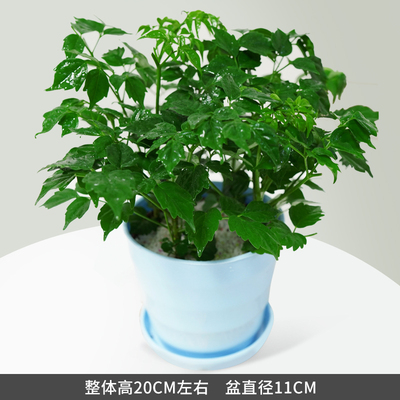 蓝色仿瓷螺纹盆