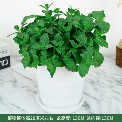 仿瓷螺纹白色