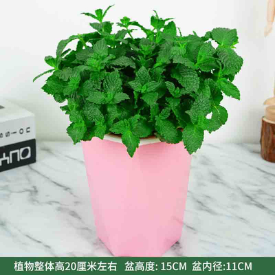 粉色多边蓄水盆