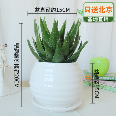 白色苹果螺纹盆
