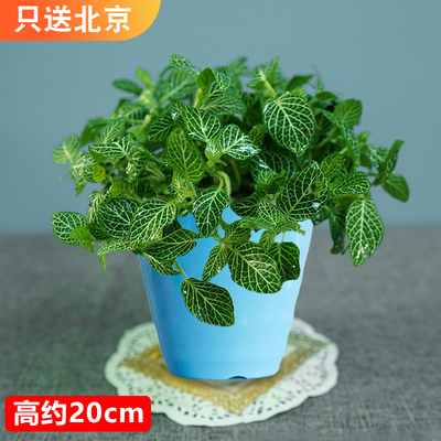 仿瓷螺纹蓝色