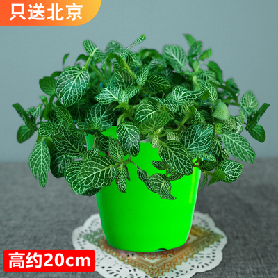 仿瓷螺纹绿色