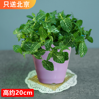 仿瓷螺纹紫色