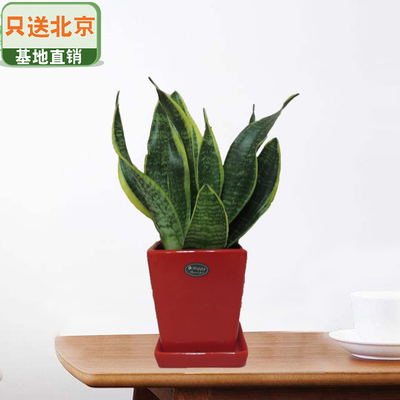 红色四方光面盆