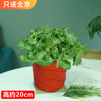 塑料盆