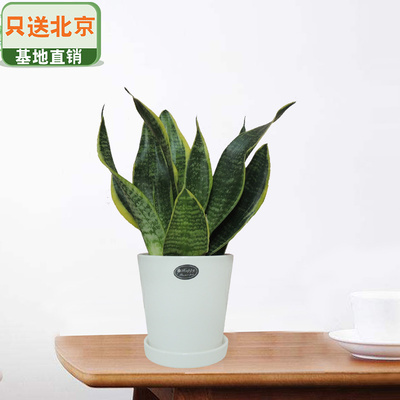 白色光面盆