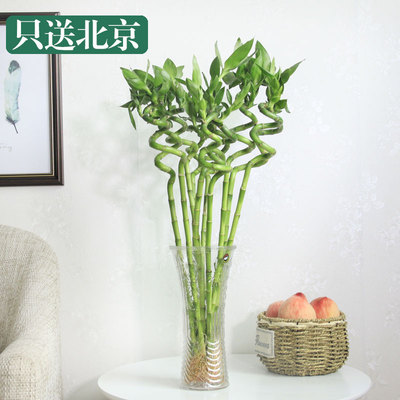 转运竹不含瓶