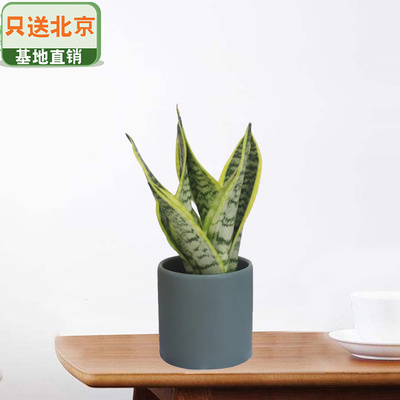 墨绿色笔筒盆