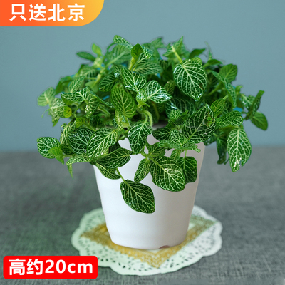 仿瓷螺纹白色