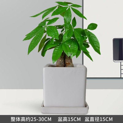 白色正方瓷盆