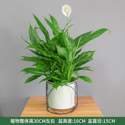 草绿色六圈盆