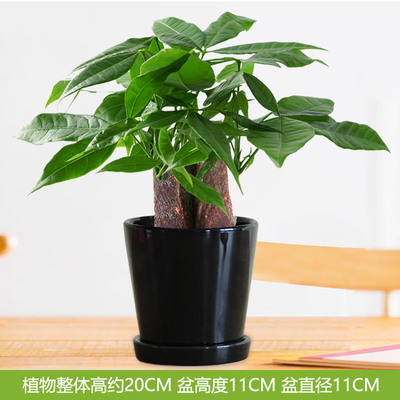 黑色圆光面盆