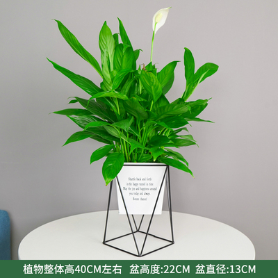 白色方口铁架盆