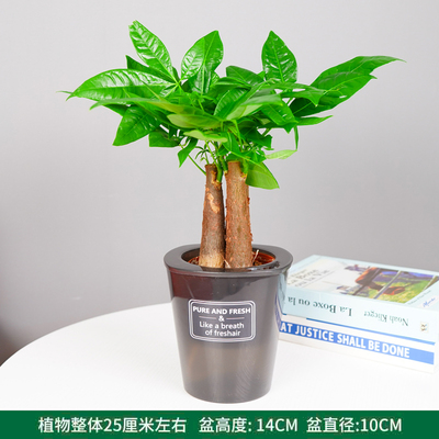 半透黑蓄水盆
