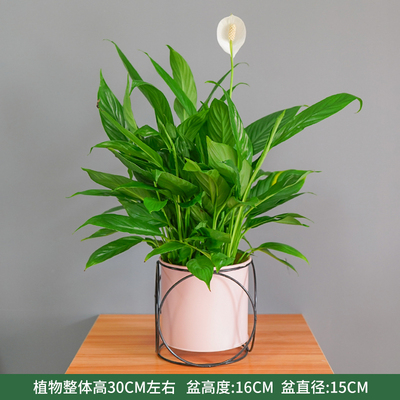 粉色六圈盆