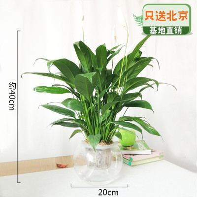 玻璃自动上水盆大号