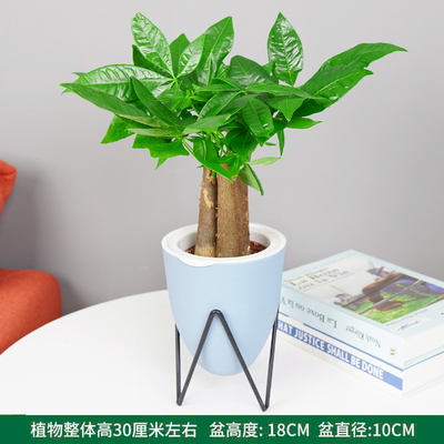 植纤蓝色盆
