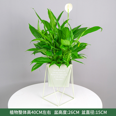绿色方口铁架盆