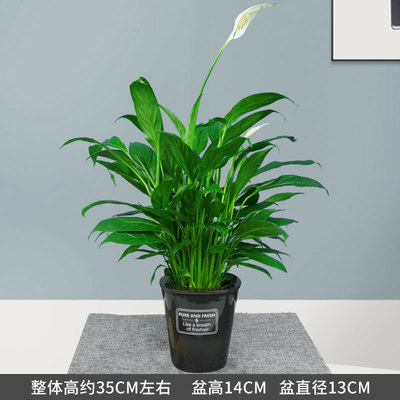 半透黑蓄水盆