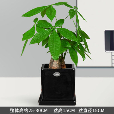黑色正方瓷盆