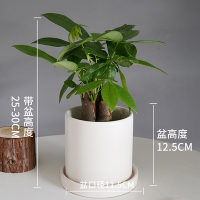 笔筒白色盆