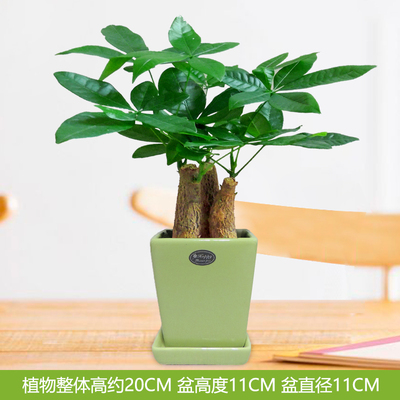 绿色四方光面盆