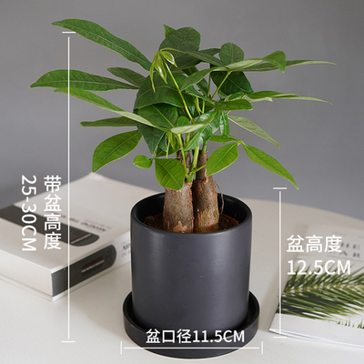 笔筒黑色盆
