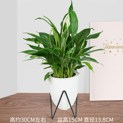 植纤白色蓄水盆