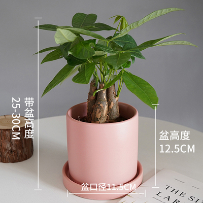 笔筒粉色盆