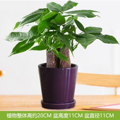 紫色圆光面盆