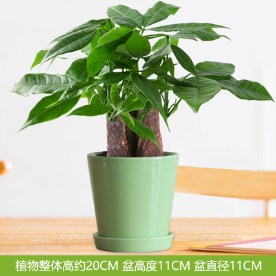 绿色圆光面盆