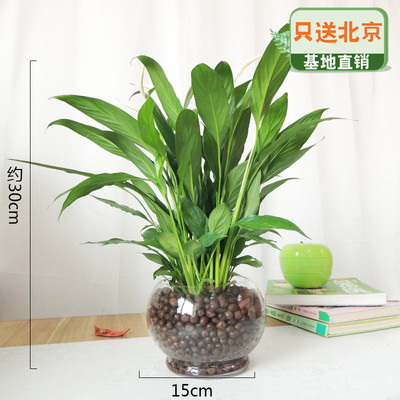 圆形玻璃陶粒盆