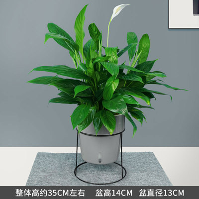 灰色铁架蓄水盆