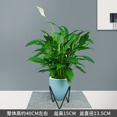 植纤蓝色蓄水盆
