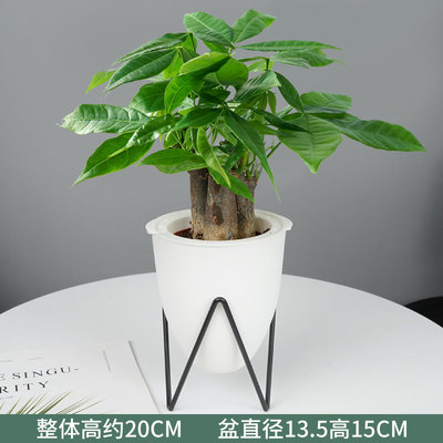 植纤白色盆