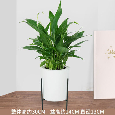 白色笔筒铁架蓄水盆