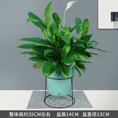 蓝色铁架蓄水盆