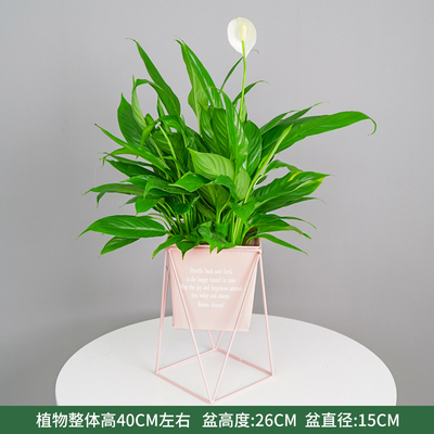 粉色方口铁架盆