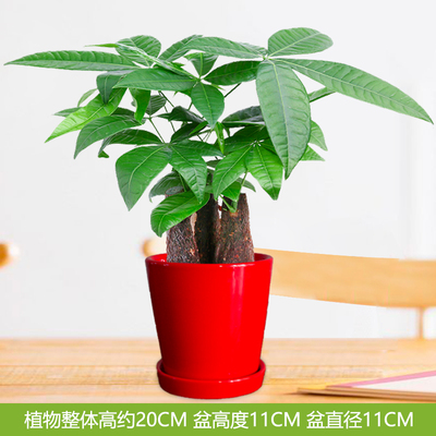 红色圆光面盆