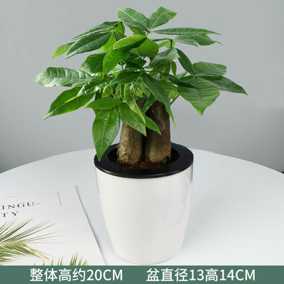 黑白蓄水盆
