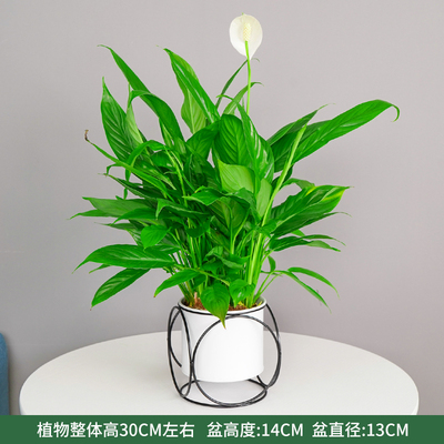 白色六圈盆