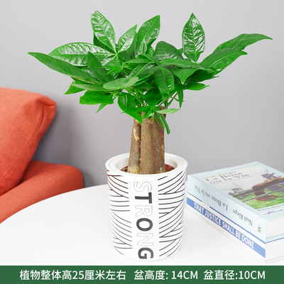 条纹蓄水盆