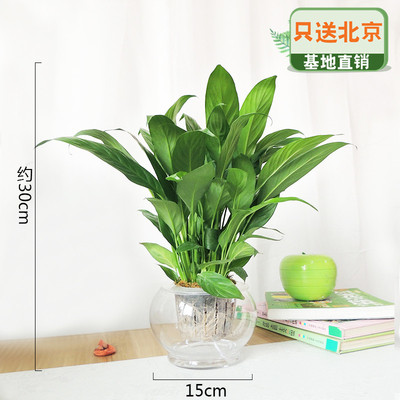 玻璃自动上水盆小号