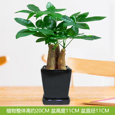 黑色四方光面盆