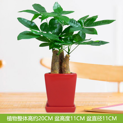 红色四方光面盆